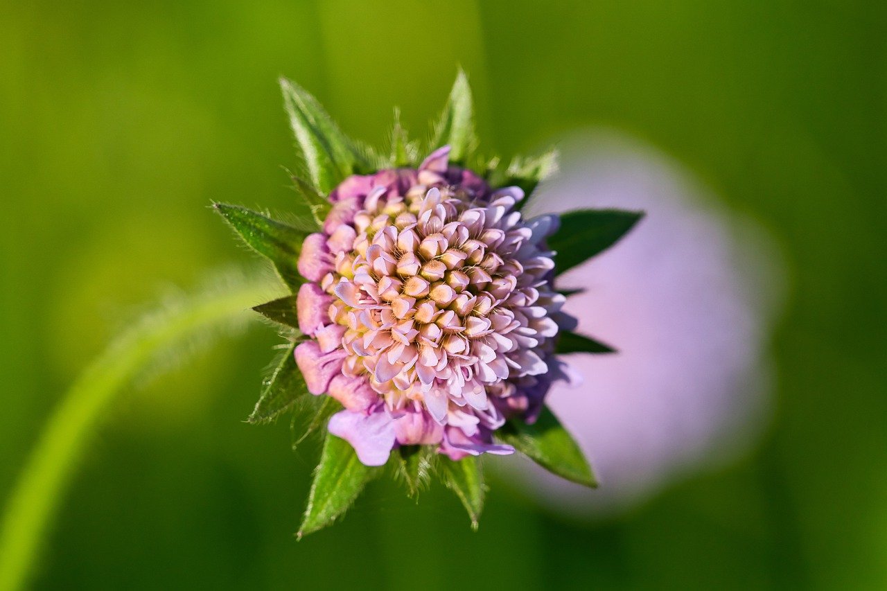 The Best Trails for Wildflower Viewing in Yosemite